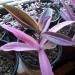 Sadnice - sobne biljke: Tradescantia pallida Variegata, slika2